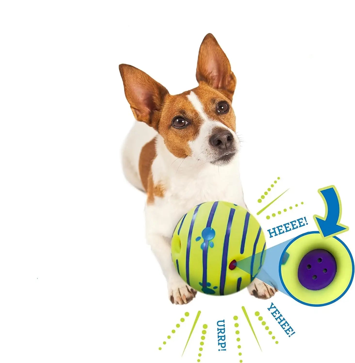 Dog holding a colorful toy with sound effects on a white background