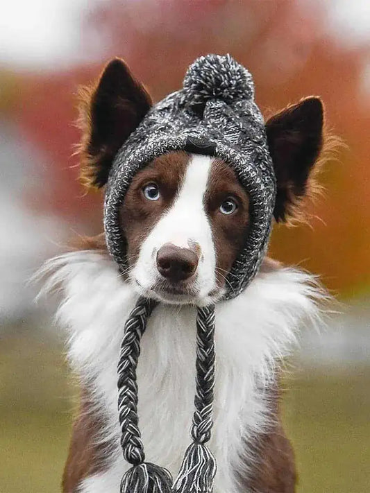 Dog wearing knit winter hat with ear coverage